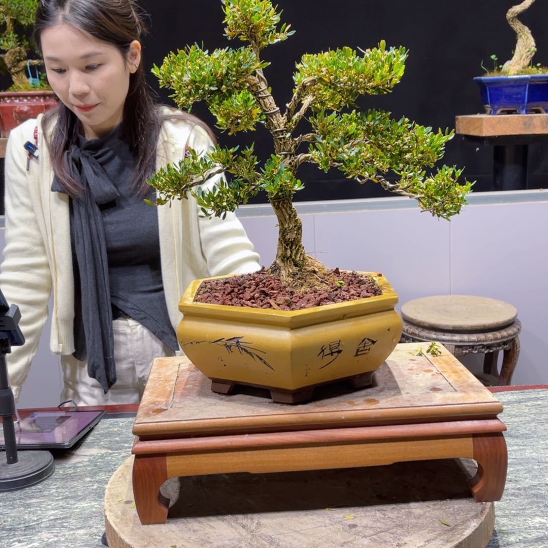 四季常青老桩黄杨盆景