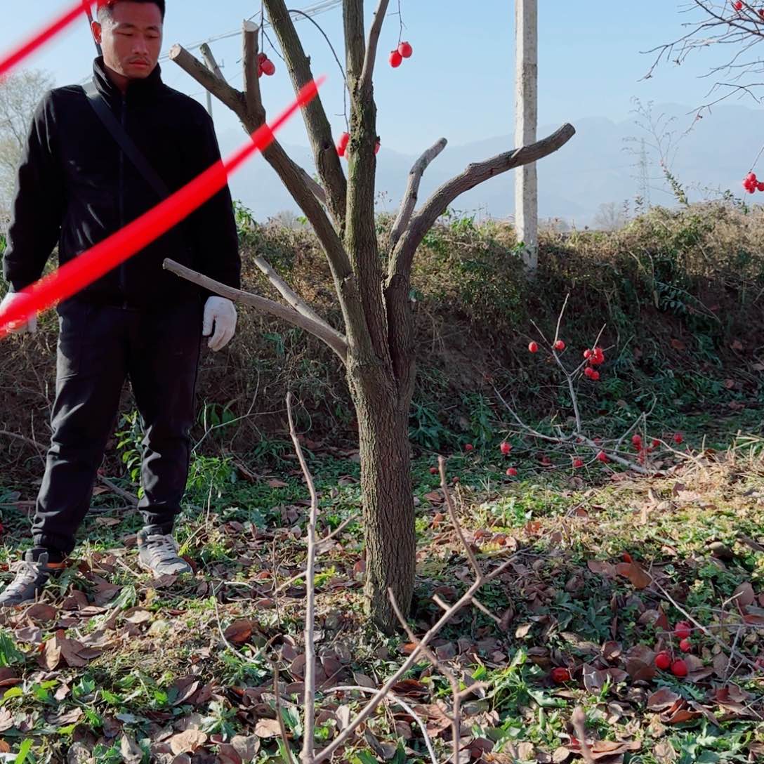 杰***无花朵火罐柿子树2棵