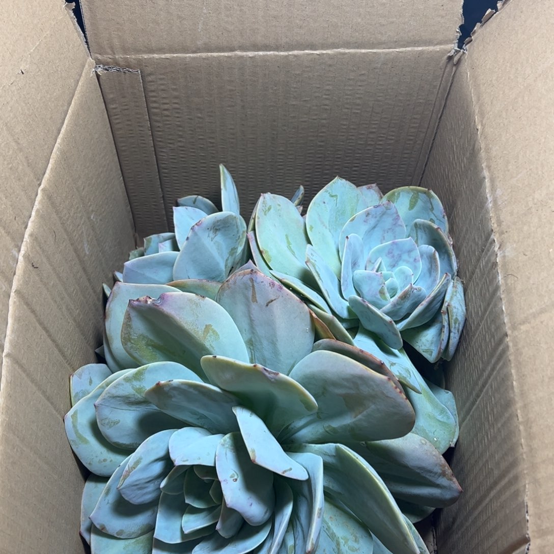朵***朵地栽白凤群生1棵（包邮不包损）
