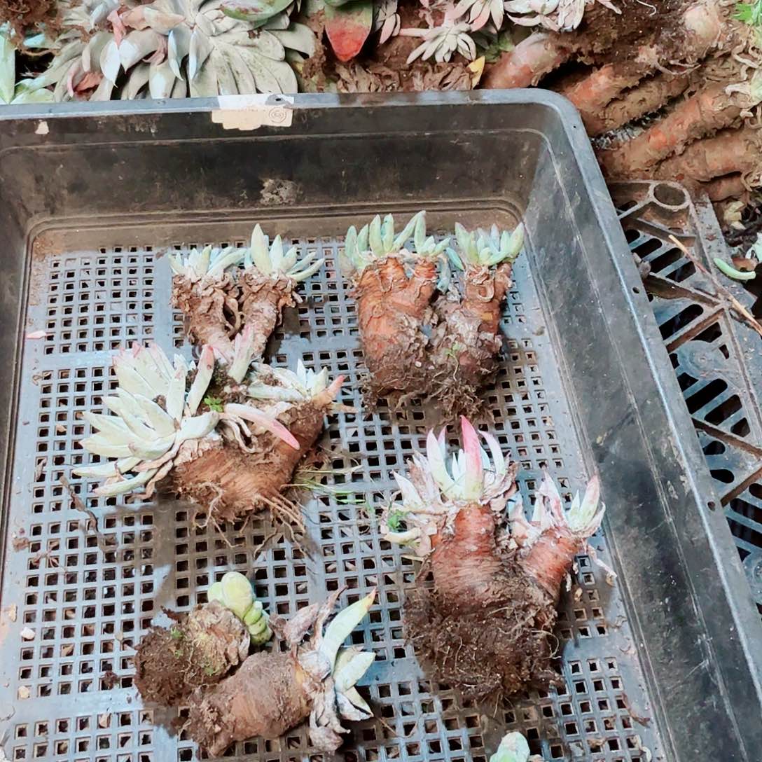 9026瑕疵框拍不售后