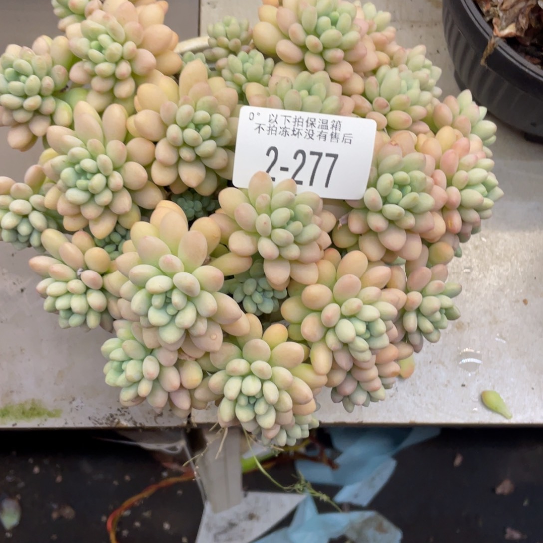 青*?黑大帅多肉2.277玉子酱