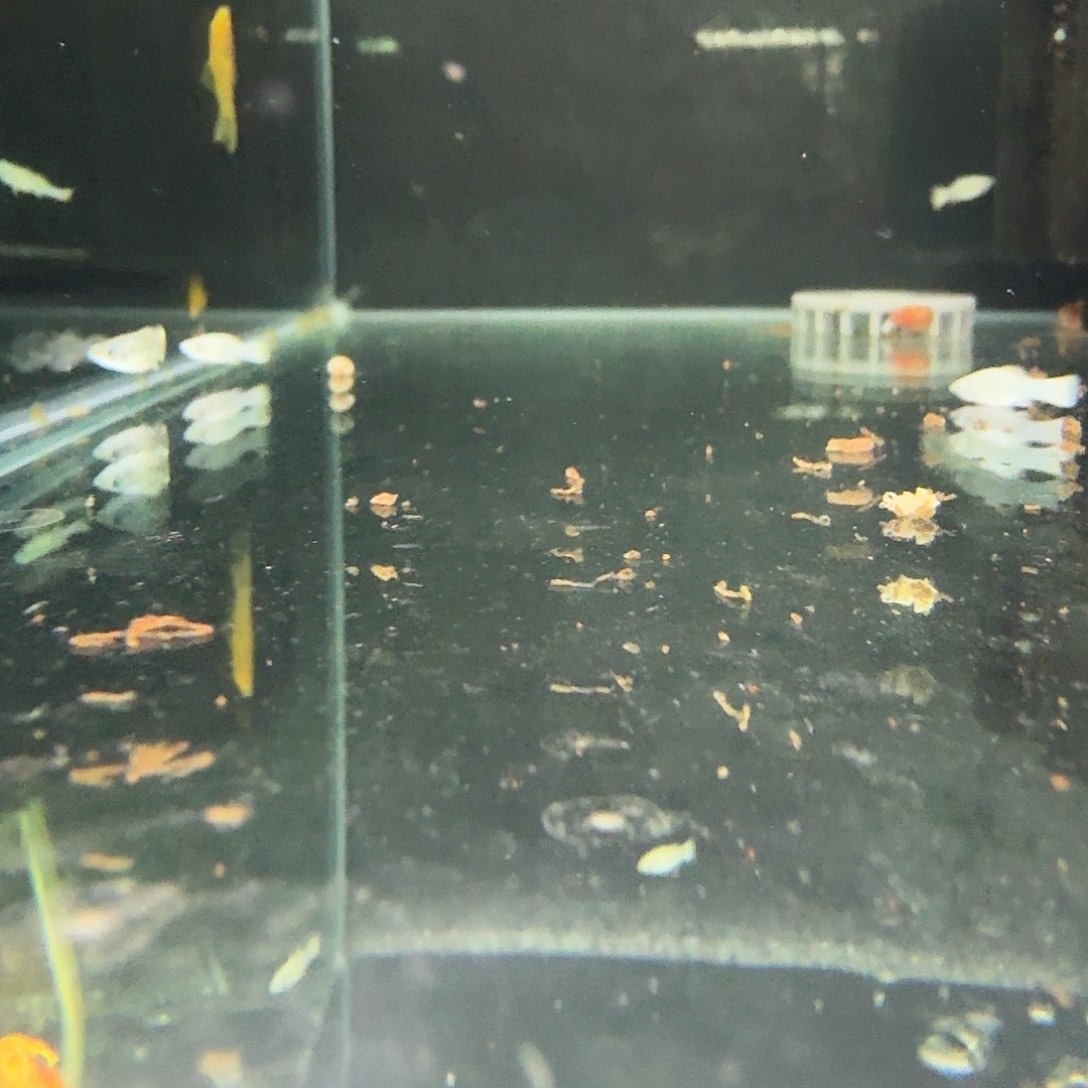 孔雀鱼瓷白玛丽苗4条