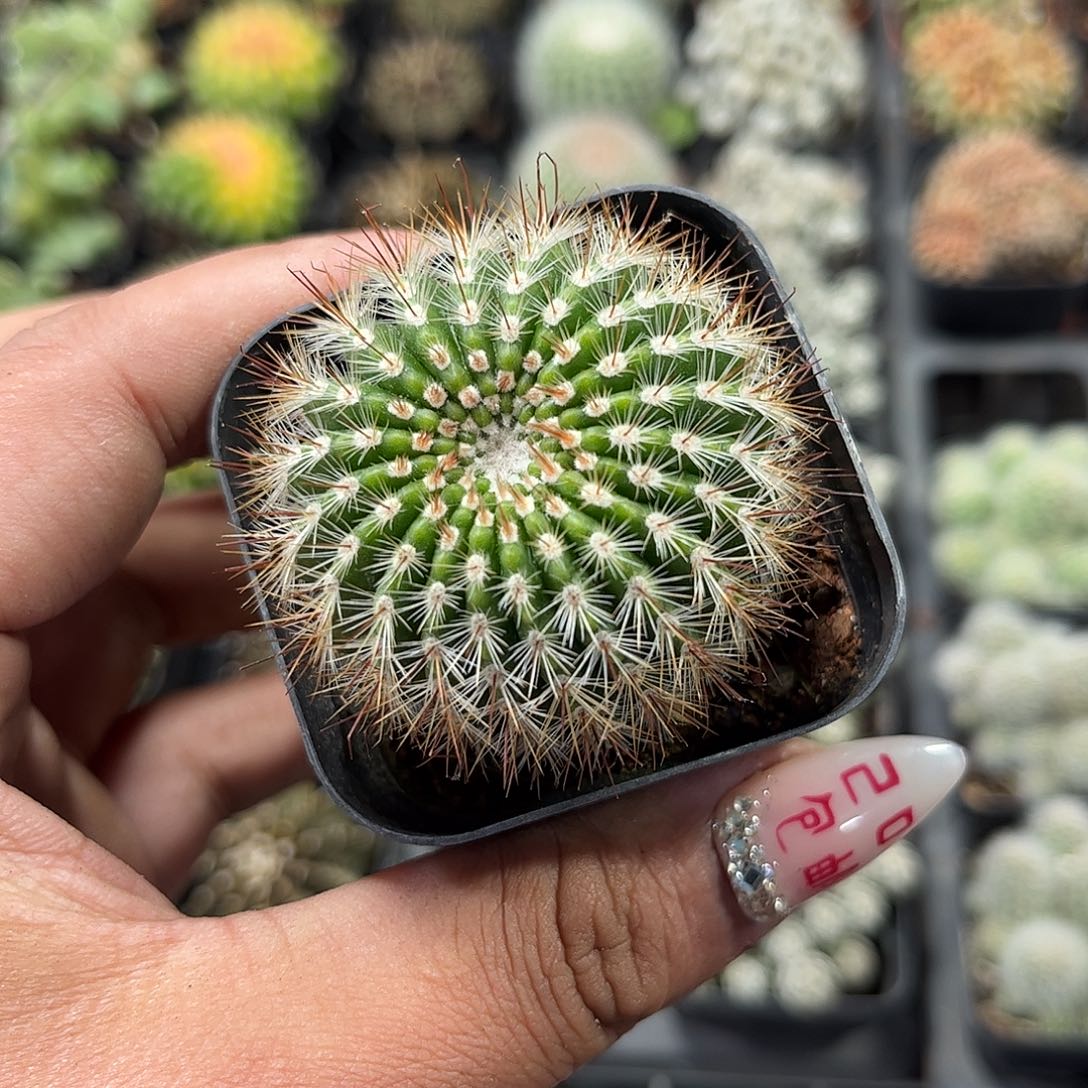 黄芙蓉单头发货单头发