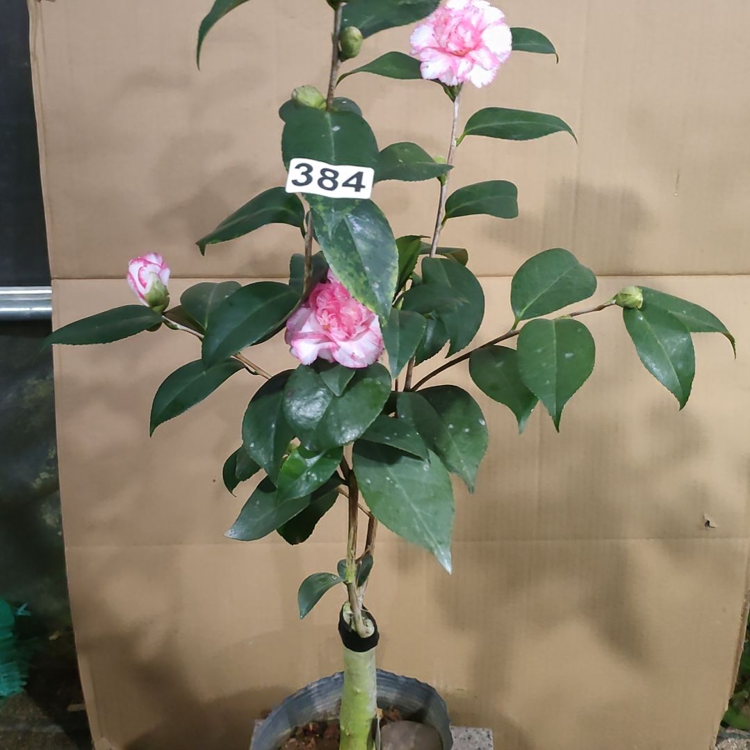 384酒中花，原盆原土发货