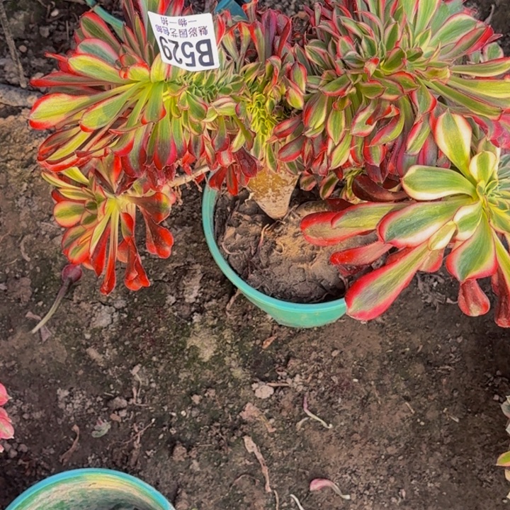 香奈儿花30-39包邮花花万紫千红总是春