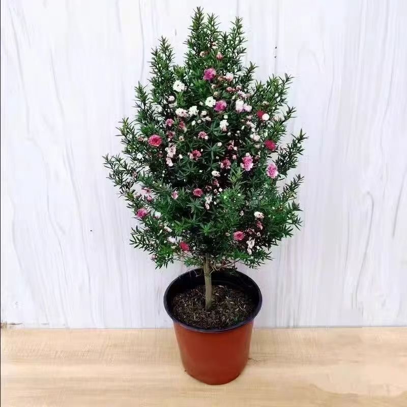 澳洲松红梅花松雪梅耐寒植物盆栽好养花三色梅腊梅庭院冬季室外