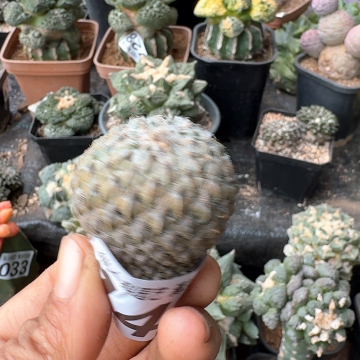 142落地银牡丹仙人球