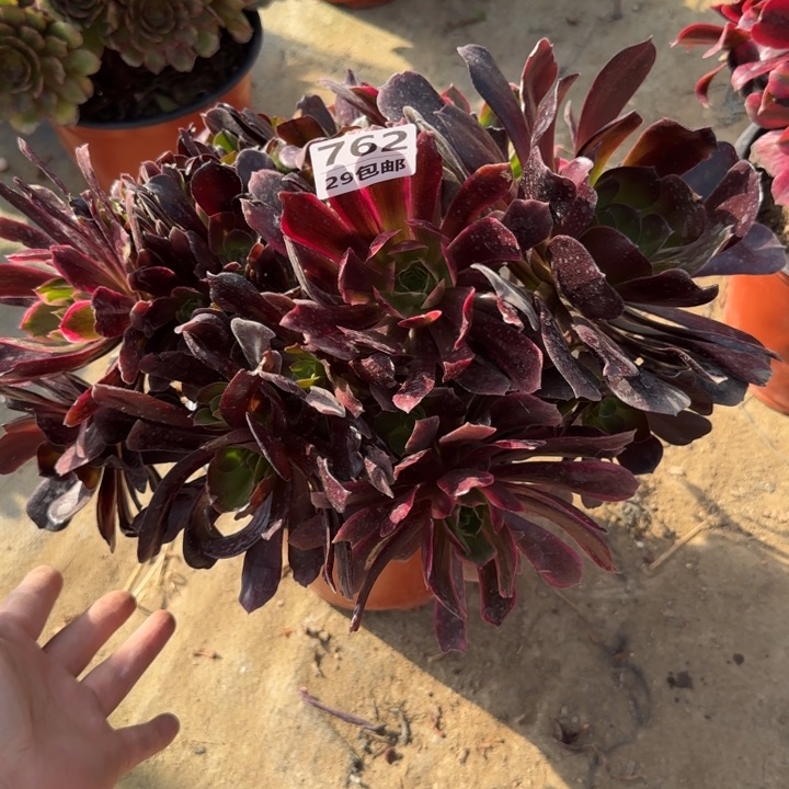 赤霞飞……多肉植物……