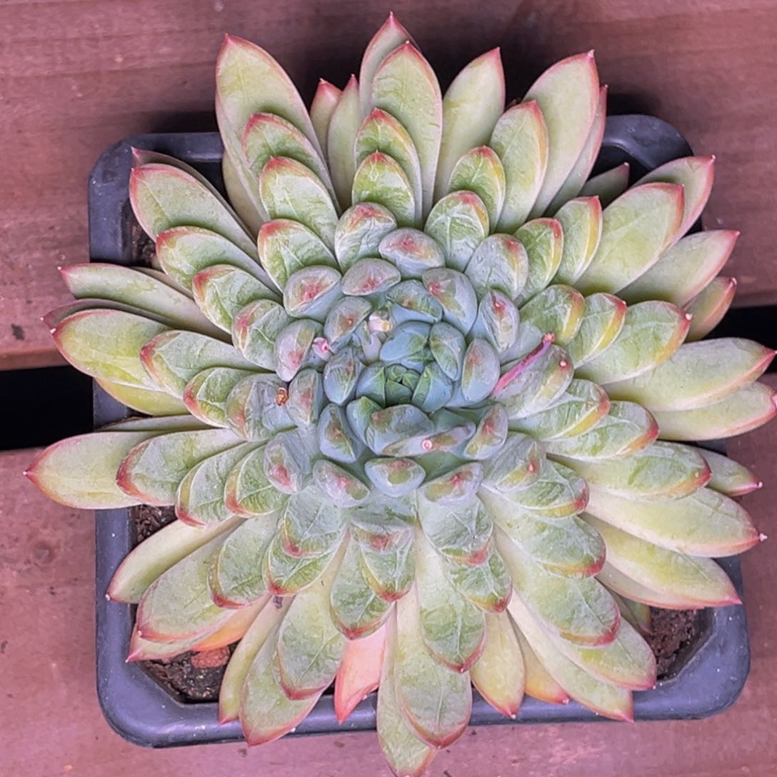 2508号晚上↑上↑↑↑↑