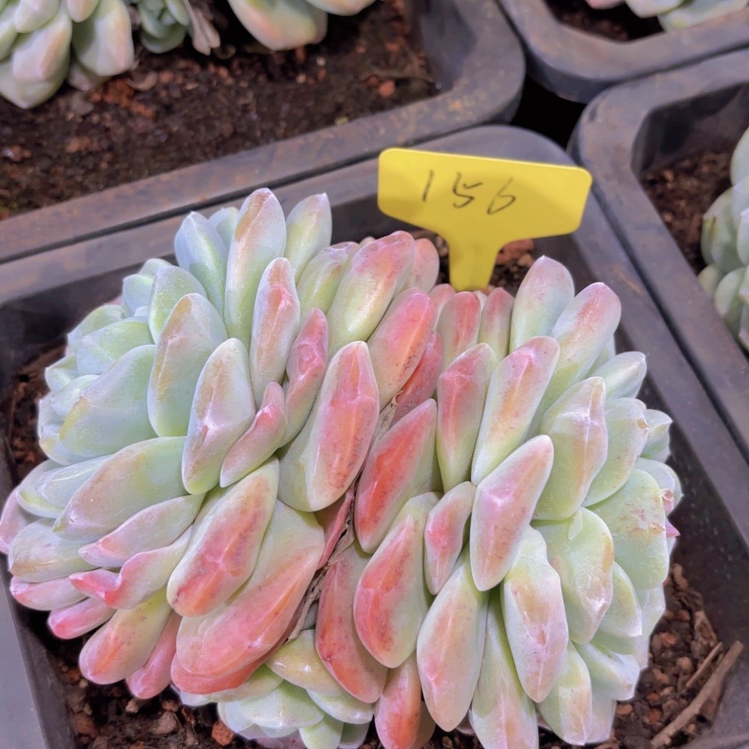 我的小可爱们都好可爱