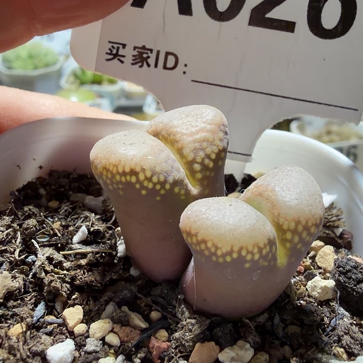 026。满38包邮肉锥