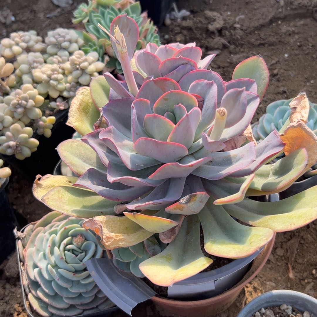 多肉植物朱丽丝大颗