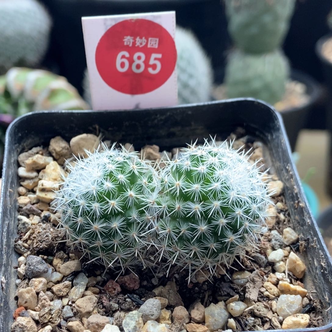 实生双头敷岛一棵仙人球