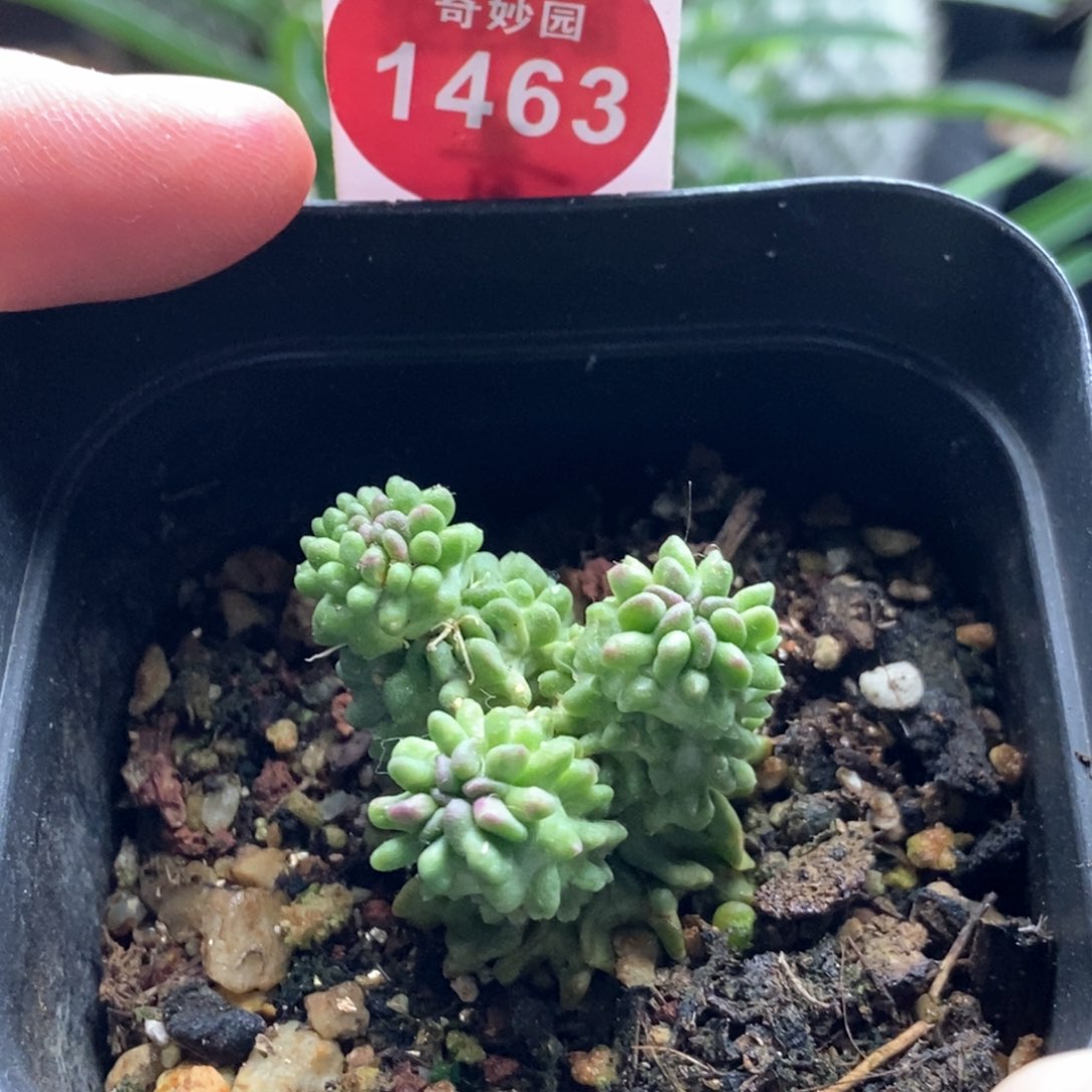 自根无刺蝌蚪球群一颗