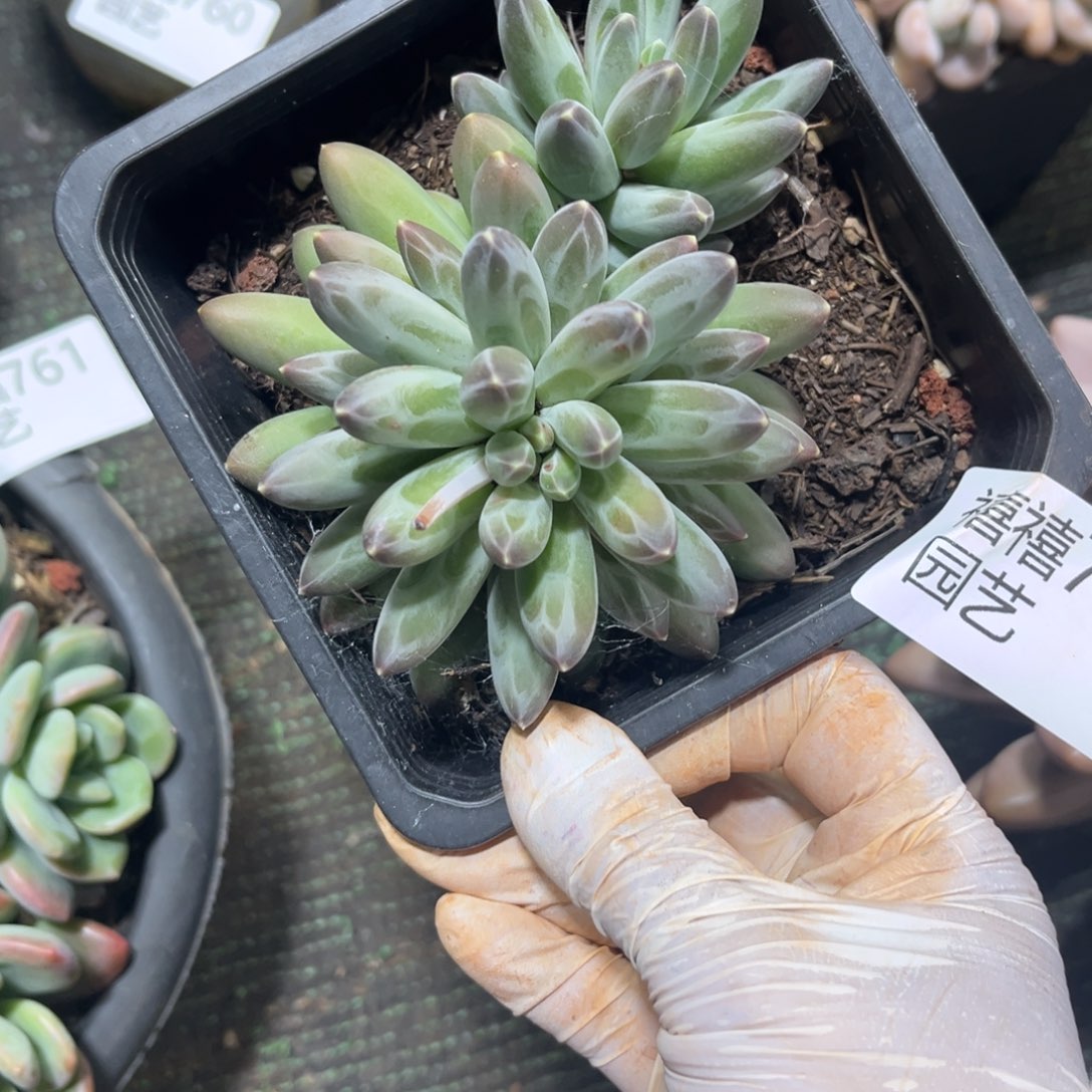 776美人杂暗纹品～