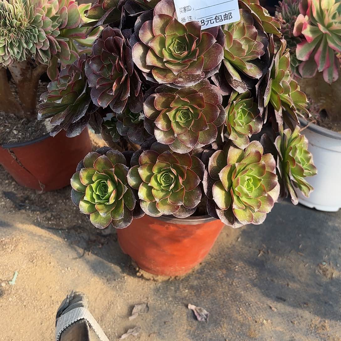 926魅金玫瑰多肉植物