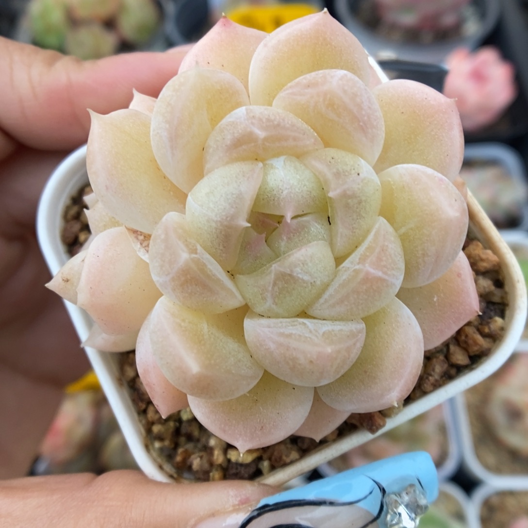 财富密码可拍359号。  