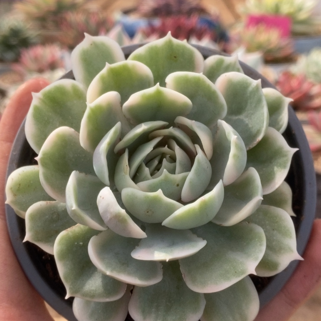 199昂丝诺锦锦锦锦锦锦锦锦