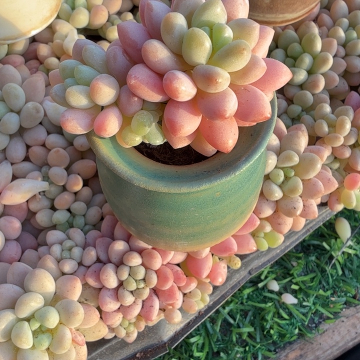 泡泡糖带盆一套。            