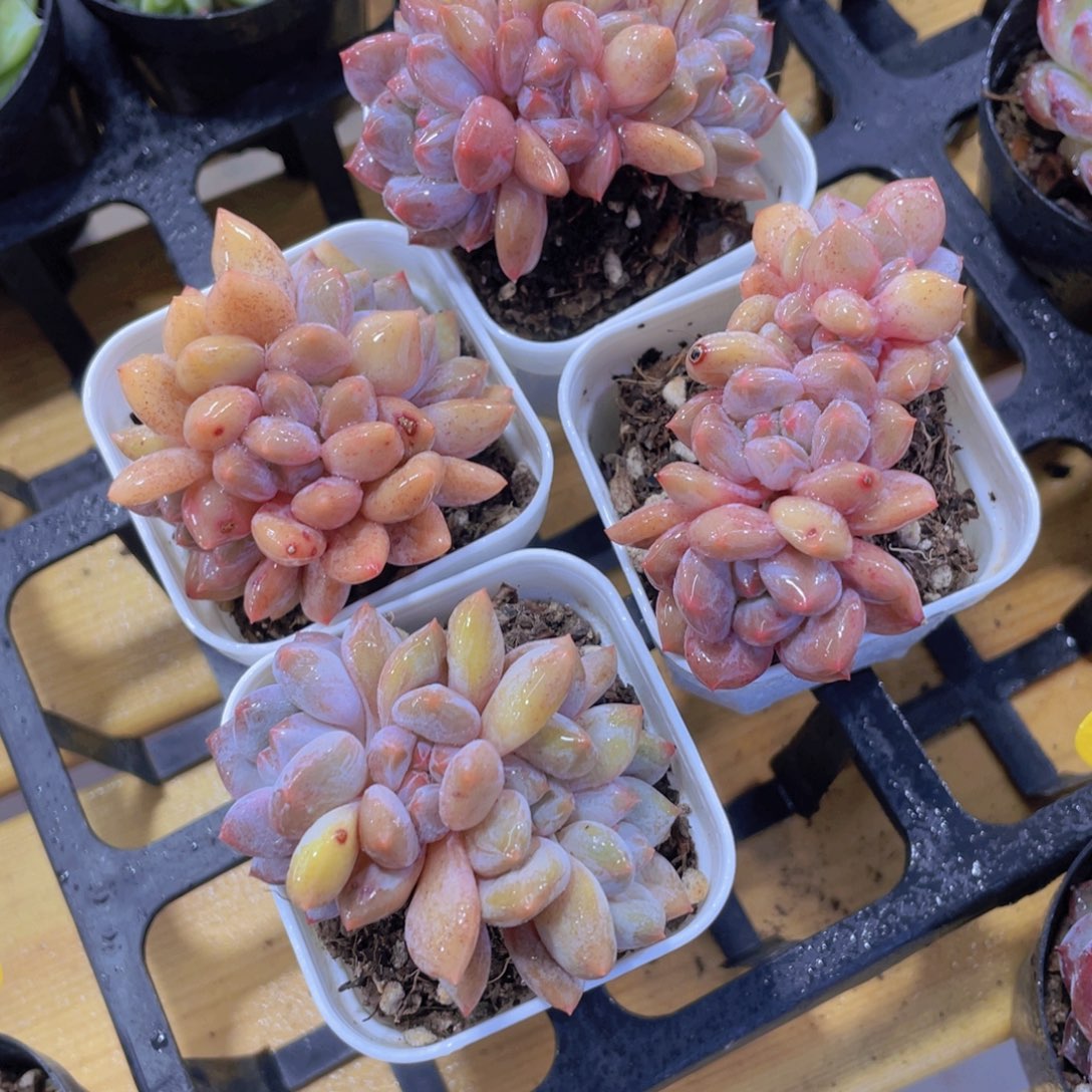 1209号 老桩半夏朵朵缀一个