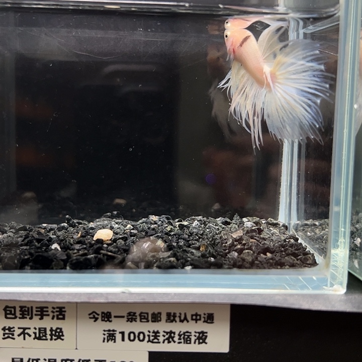 斗鱼竞拍跑单拉黑2日25