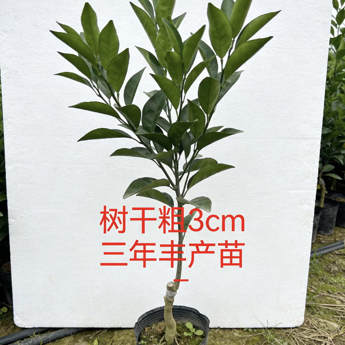 四川春见耙耙柑苗 优质嫁接苗成活率98% 丰产易种柑橘果树苗