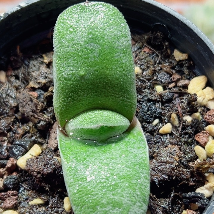 十二卷多肉卧牛111