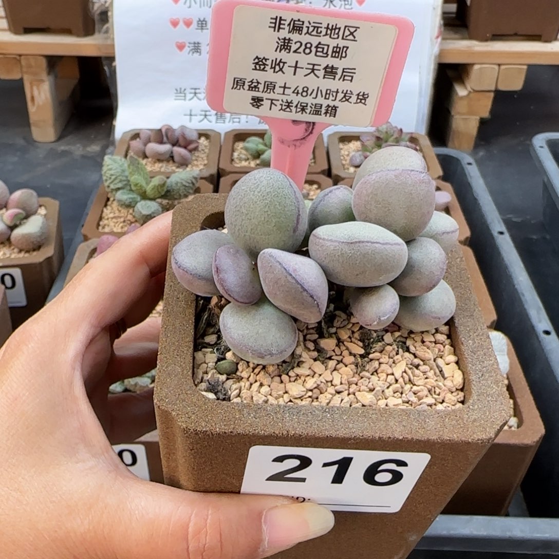 口**妹216球球紫蛋多肉植物