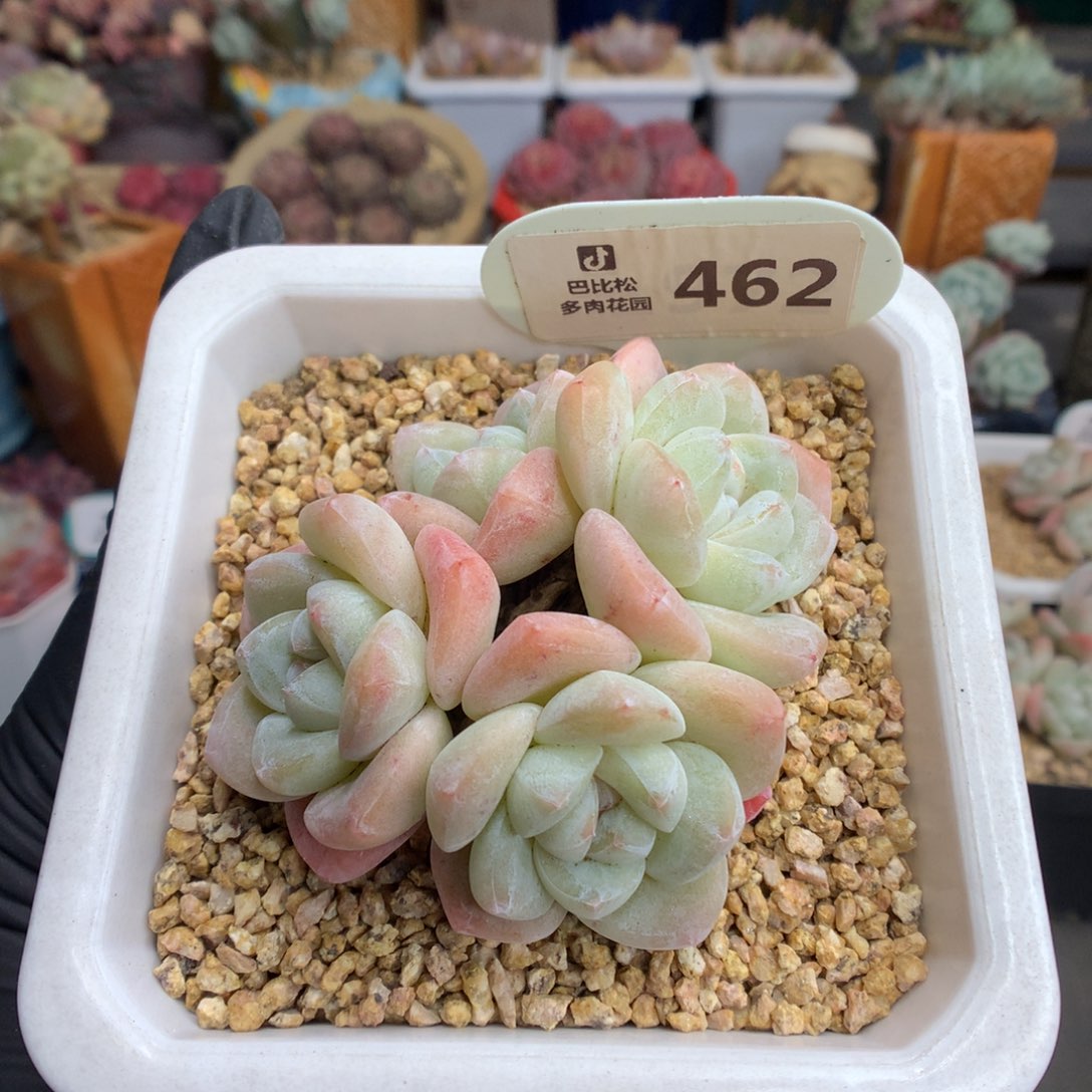 462 白底奶油冰玉