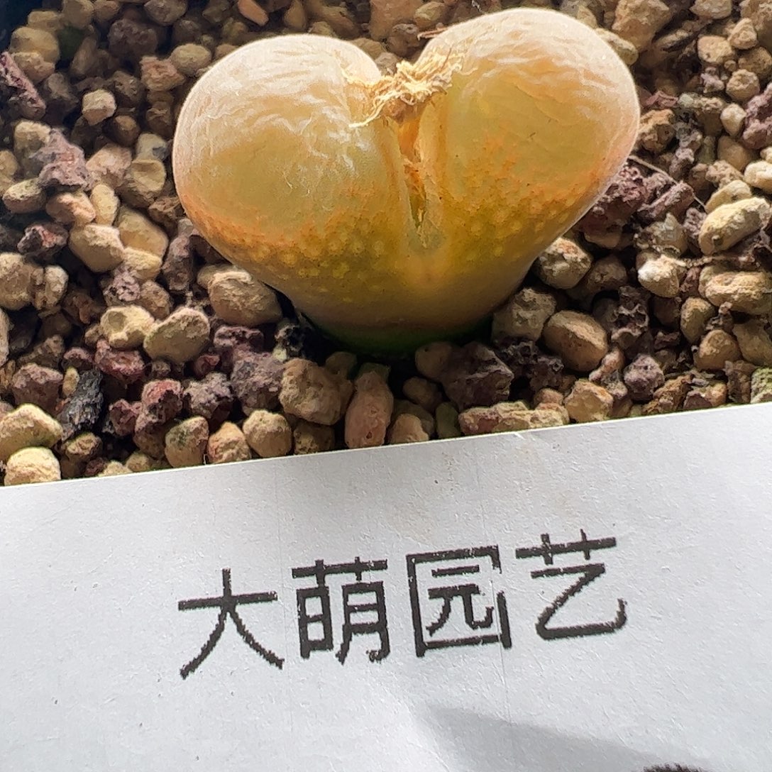 一物一拍脱土发。 409