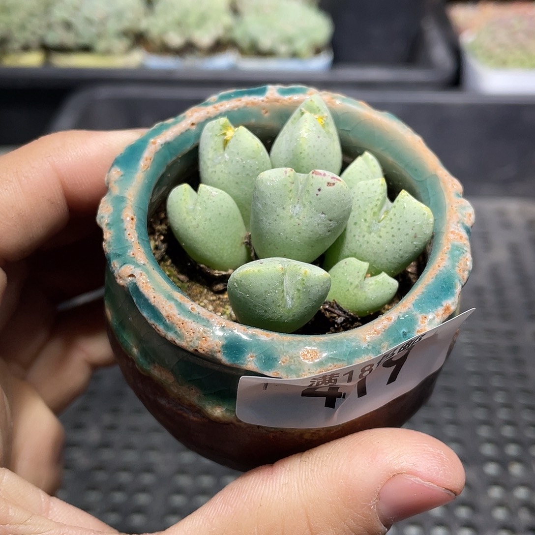 419当天凑满十八元包邮生石花