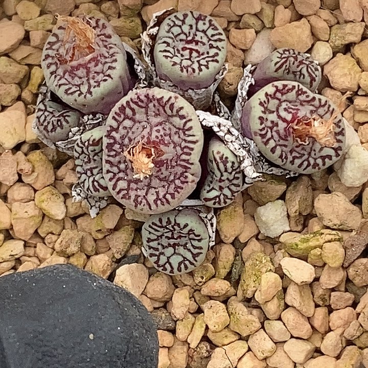 桃喜花园0130-20墨福利