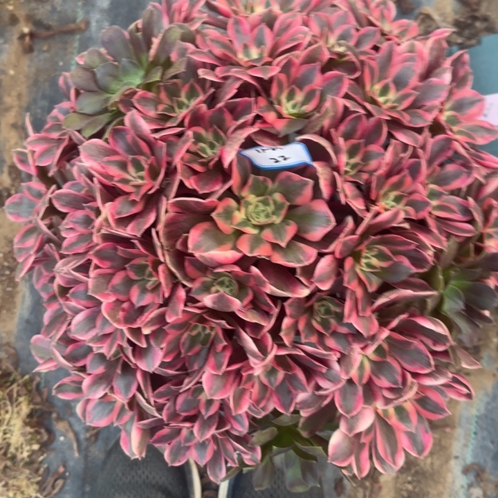 女妖多肉法师不包损22