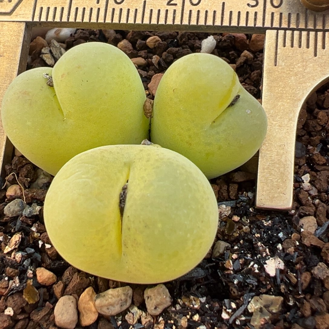 8年果冻翠光群多肉植物
