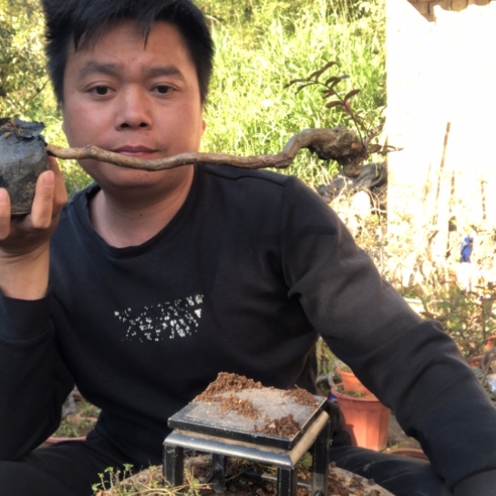 无花朵盆景盆栽植物（不包成活率，不退不换）