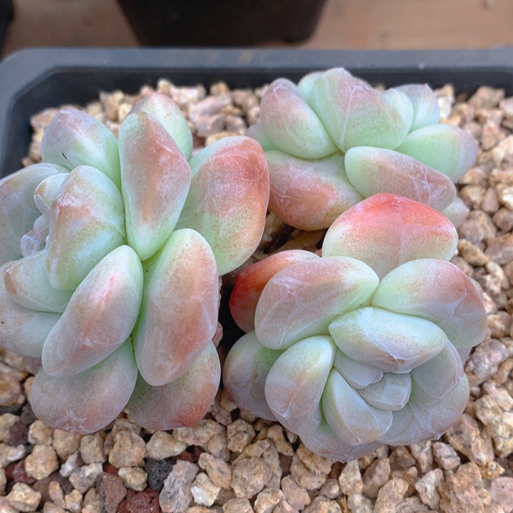 多肉乐园精品冰玉