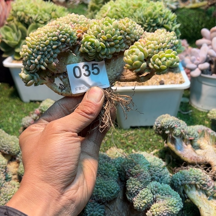 翘***龙燃的多肉一位拍035