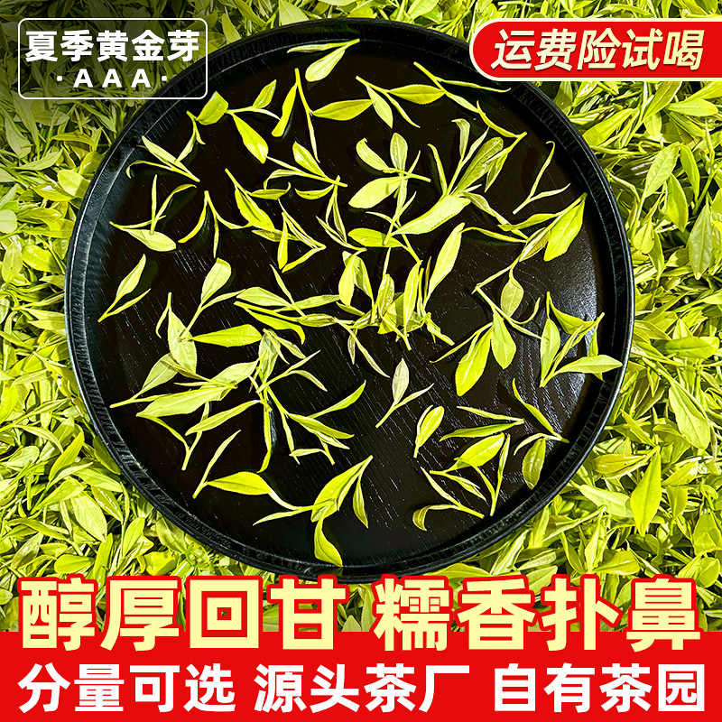 2025新茶『B902糯香黄金芽』醇厚回甘 香浓耐泡 实惠好喝 绿茶茶叶