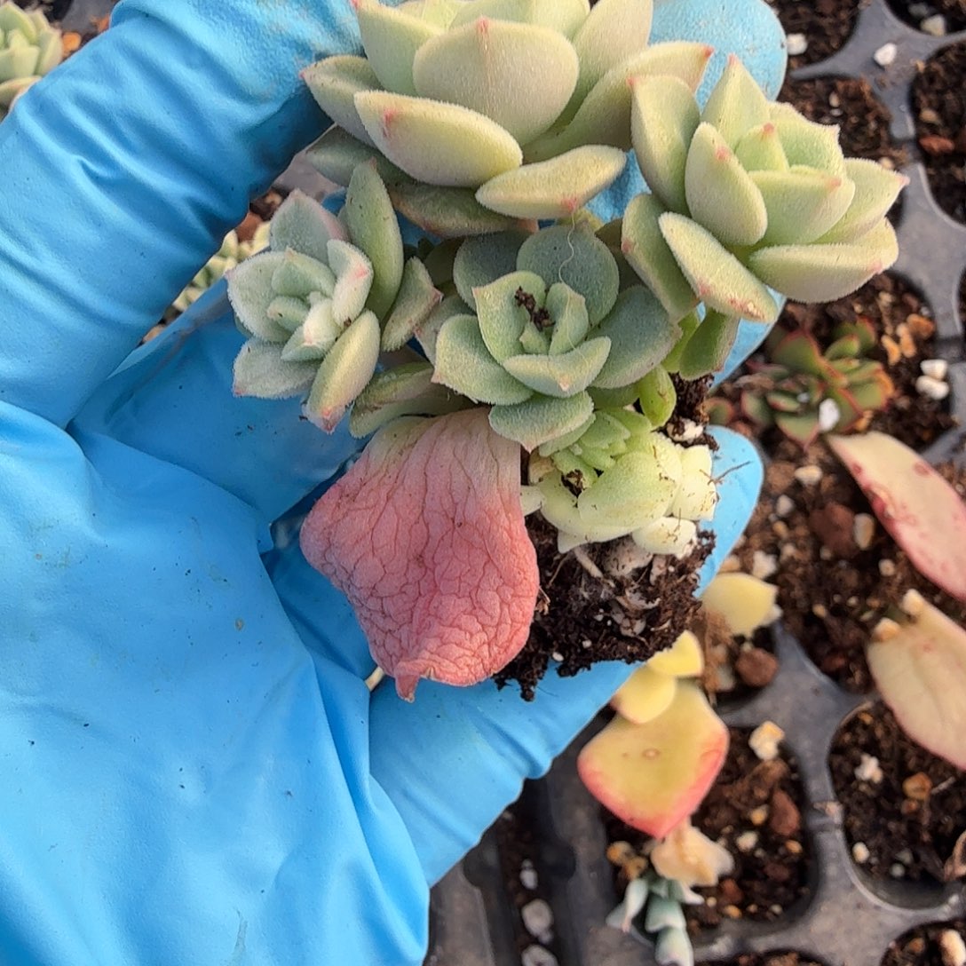 快**鼠厚叶妮可莎娜锦，多肉植物