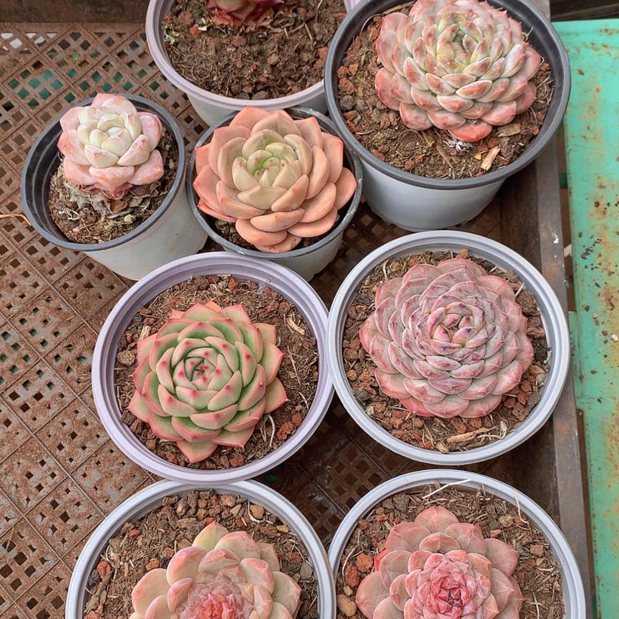 【闪购商品】云775号