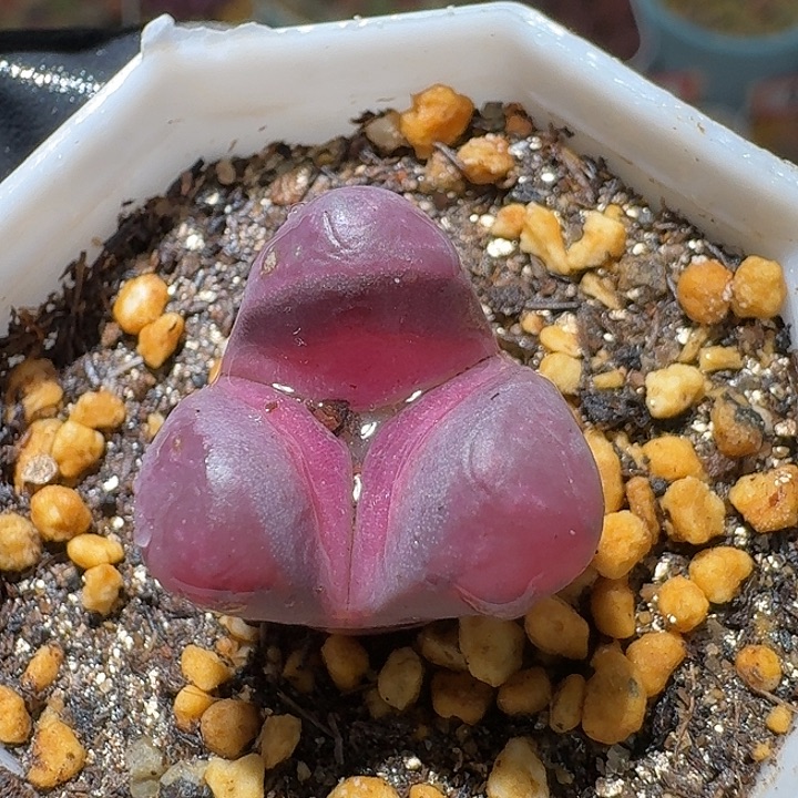 生石花2:：。紫折。 351号