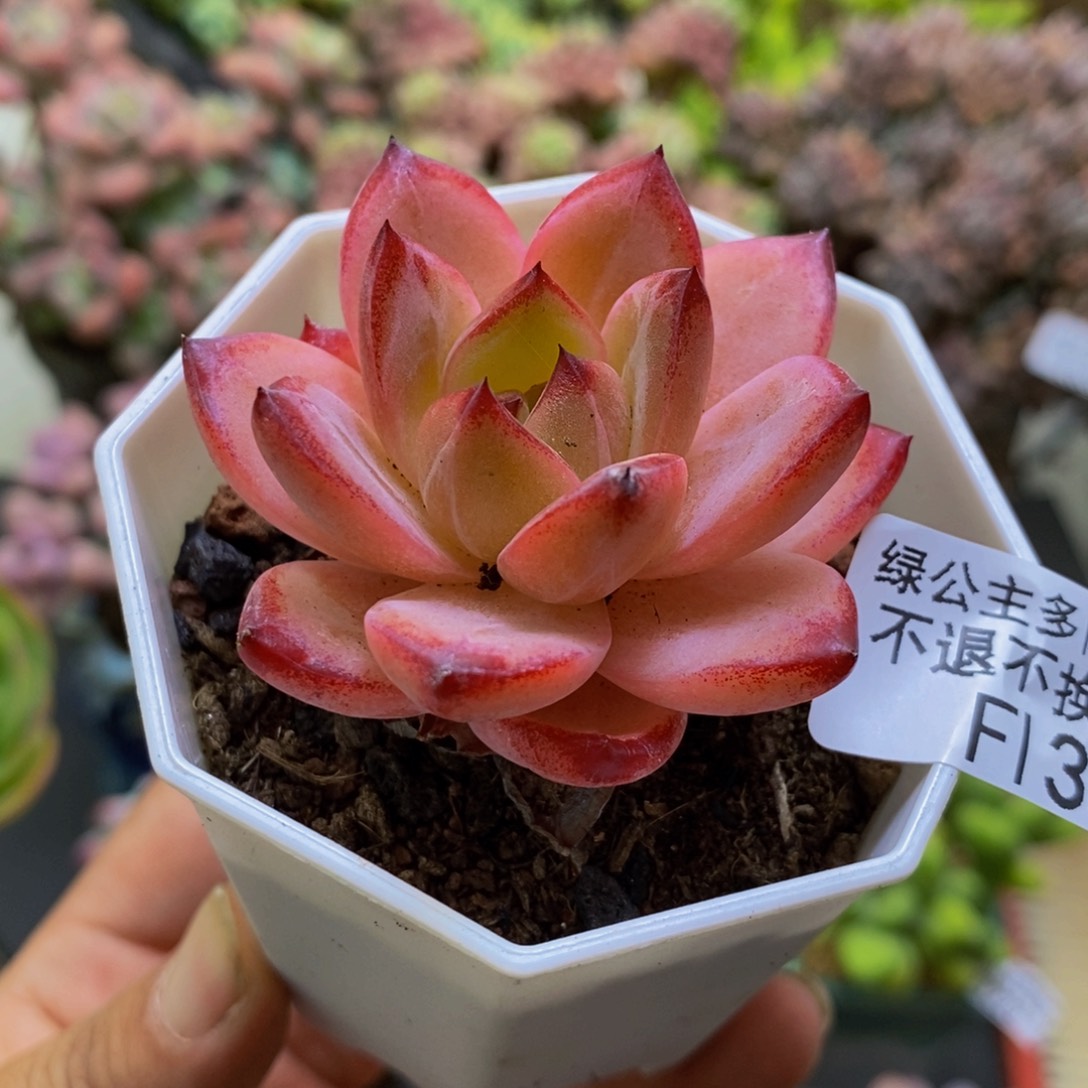 335香槟5cm多肉植物