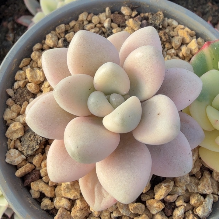 艾伦锦腹轮锦多肉锦