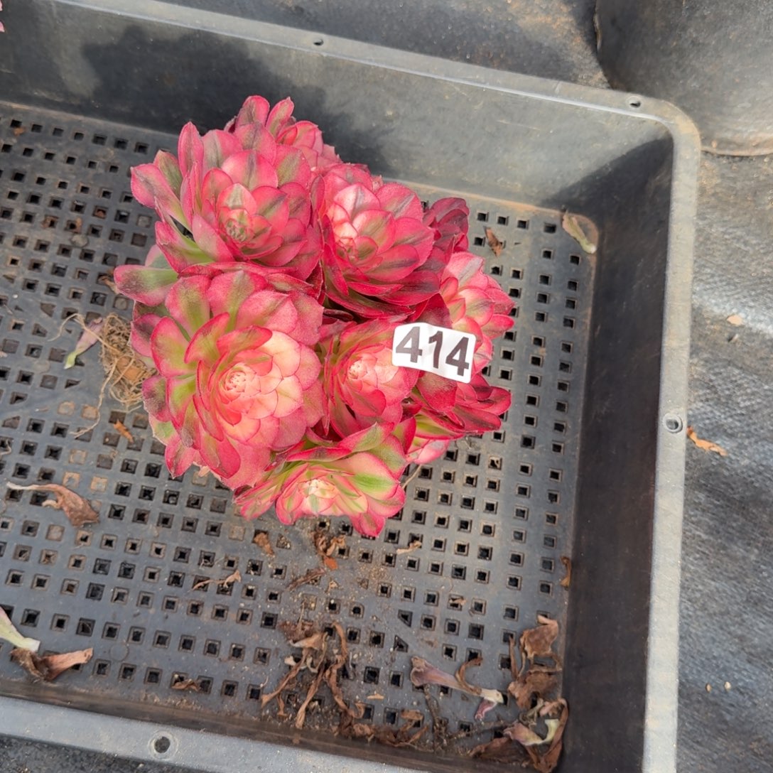 我***兰414多肉植物倾城有砍