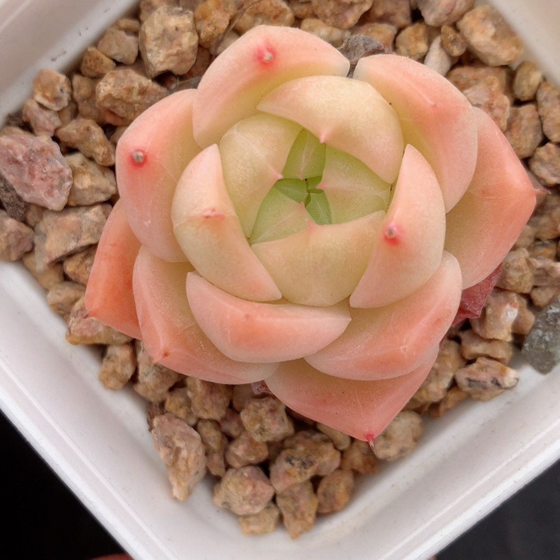 【闪购商品】6 精品多肉一物一拍