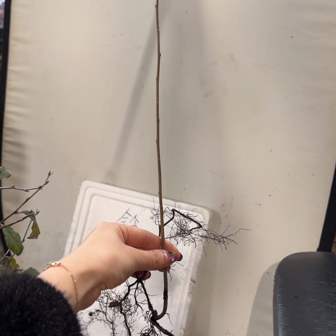 9***1哈哈哈哈哈哈铃瓢单