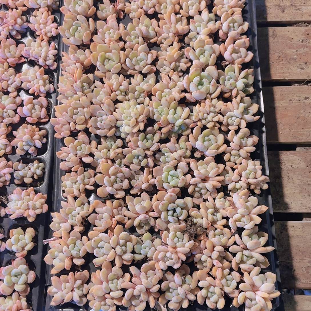 直播一物一拍多肉174