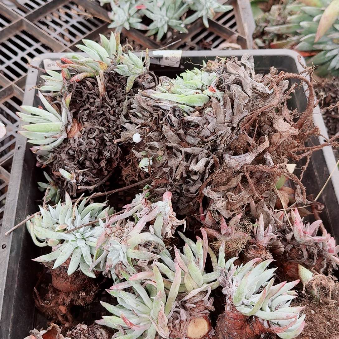 9695瑕疵框拍不售后