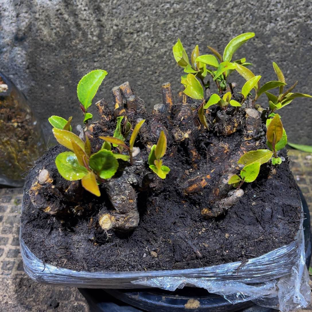 当前无花朵，栽培后可花朵