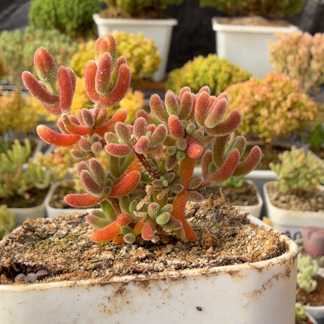 A041琉璃枝干28元包邮